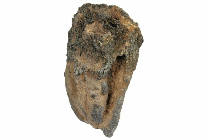 Partial Mammoth Molar - South Carolina #129672
